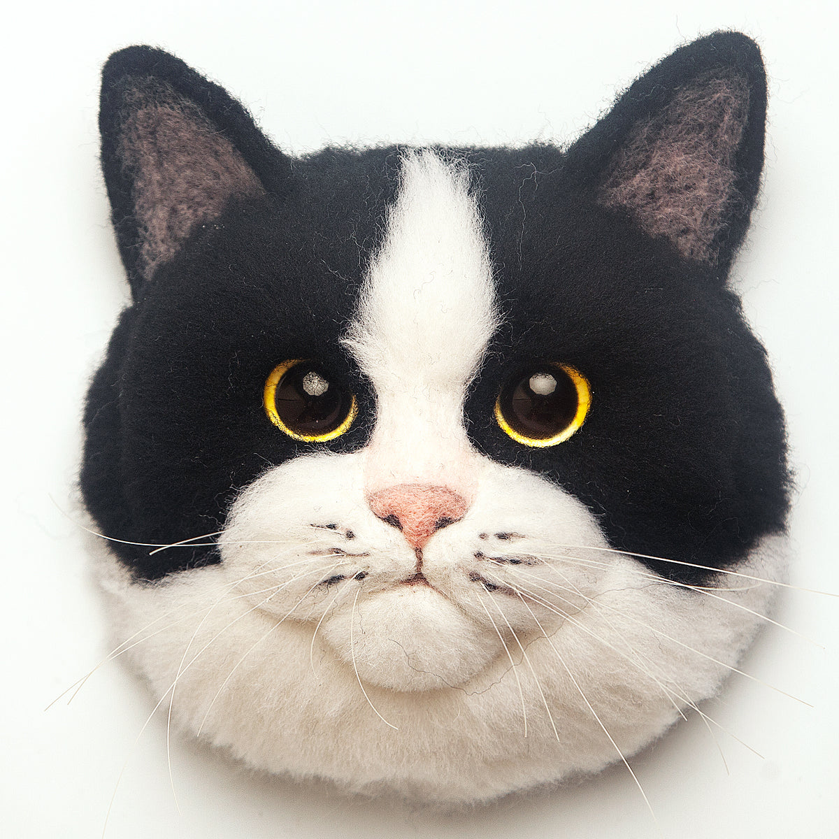 Domino the Tuxedo cat