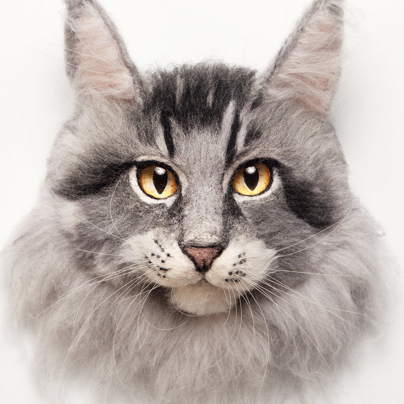 Queen the Maine Coon Cat