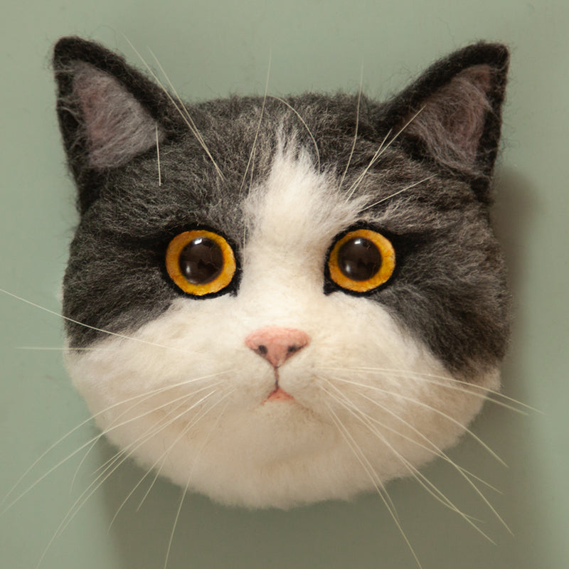 Mickey British Shorthair