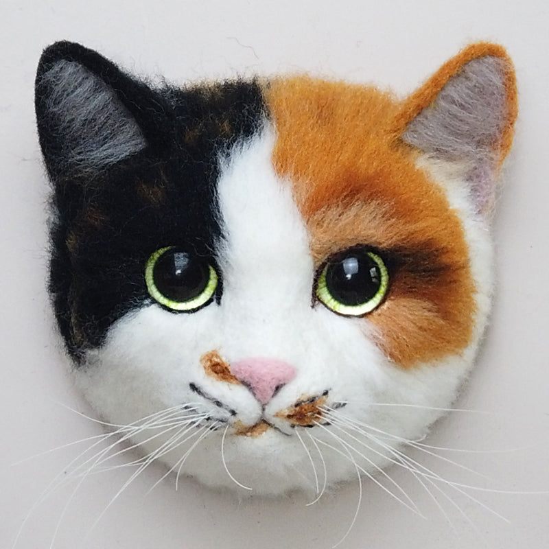 Sansan the Calico Cat