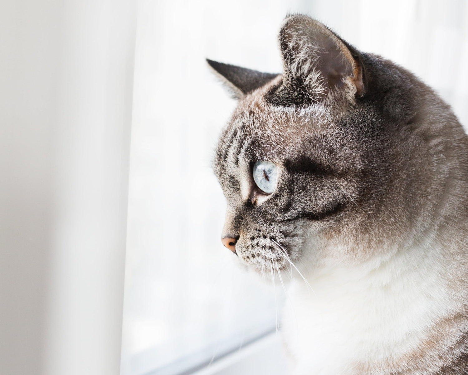The life like cat kits