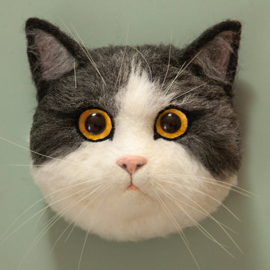 Mickey British Shorthair
