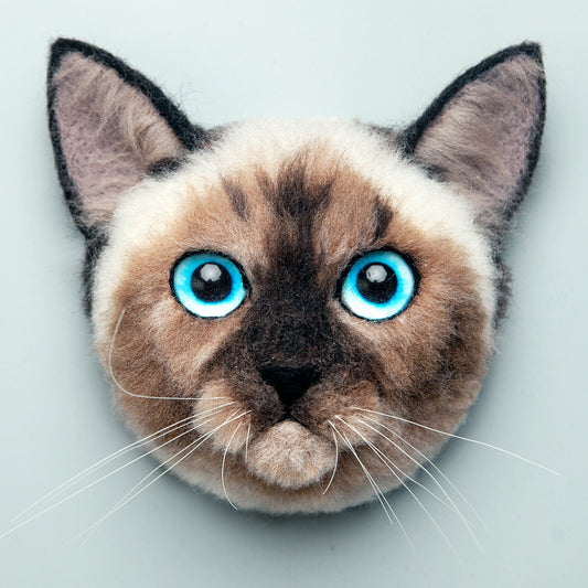 Bule the Siamese cat