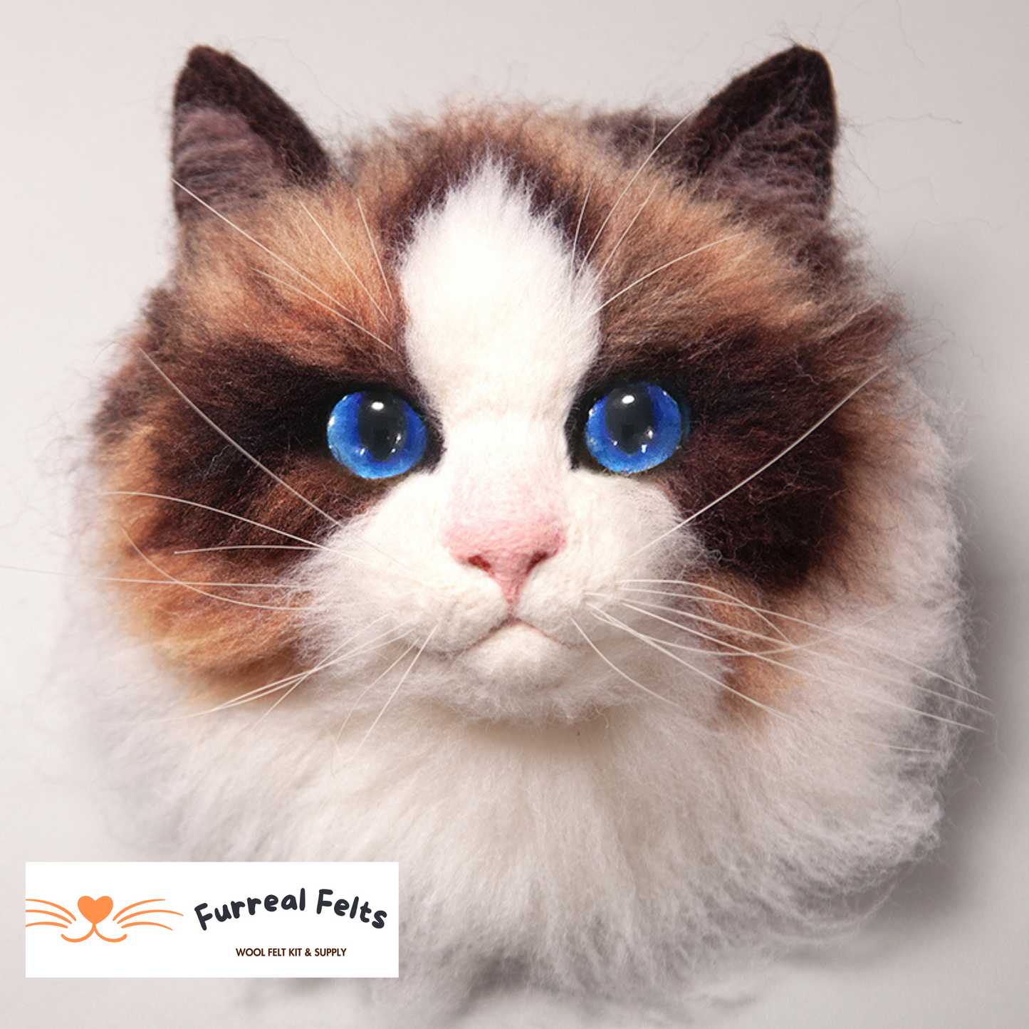 Milo the Ragdoll cat
