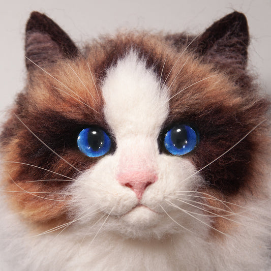 Milo the Ragdoll cat