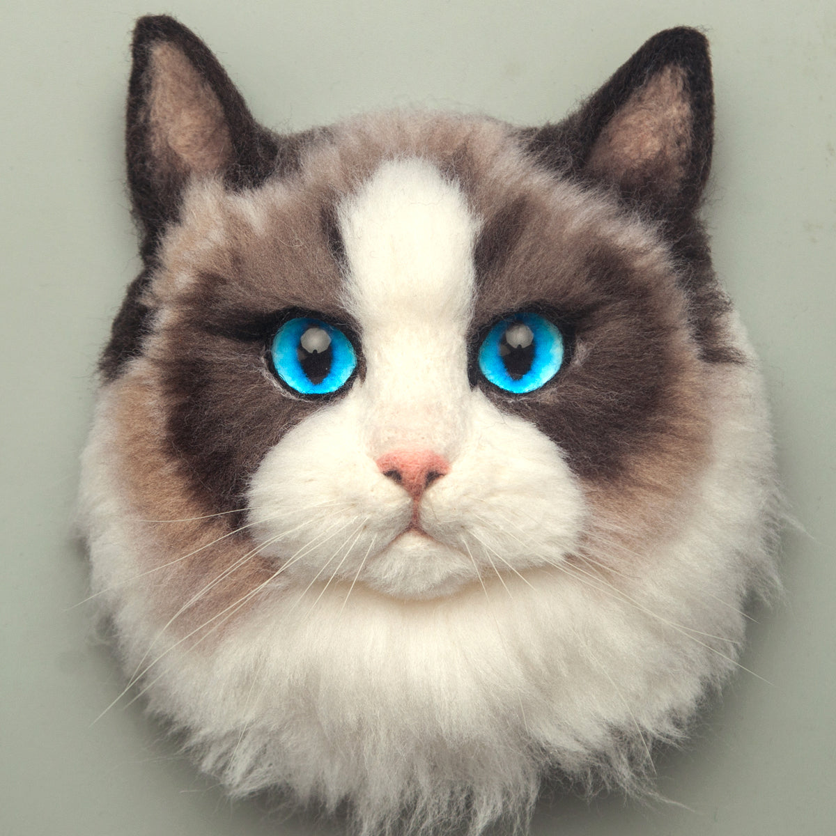 Milo the Ragdoll cat